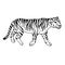 Vector hand drawn doodle sketch tiger