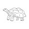 Vector hand drawn doodle sketch turtle