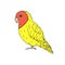 Vector hand drawn doodle yellow lovebird parrot