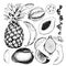 Vector hand drawn exotic fruits. Engraved smoothie bowl ingredients. Tropical sweet food. Pineapple, papaya, fig, mango