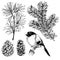 VEctor hand drawn fir, pine branch, pinecone, bullfinch. Vintage engraved botanical illustration. Christmas decoration.