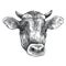 Vector hand-drawn graphic sketch of horned Bull head Jersey breed in black isolated on white background. Front view of cattle.