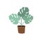 Vector hand drawn green color monstera in pot