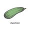 Vector hand-drawn green mature big zucchini