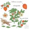 Vector hand drawn illustration of ayurvedic plant ashwagandha