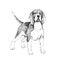 Vector hand-drawn illustration of Beagle in engraving style. Sketch with cute pet isolated on white. A breed of dog for hunting