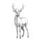 Vector hand drawn illustration with forest deer isolated on whit