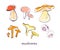 Vector hand drawn illustration of fresh raw mushroom vegetable isolated on white background.
