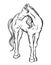 Vector hand drawn illustration of horse isolated.