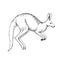 Vector hand-drawn illustration of a jumping kangaroo in the style of engraving. A sketch of a wild Australian marsupial animal