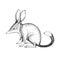 Vector hand-drawn illustration of Lesser bilby isolated on white. A black and white biological sketch of an Australian animal in