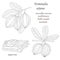 Vector hand drawn illustration of a medicinal plant Terminalia arjuna-01