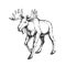 Vector hand-drawn illustration of a moose isolated on a white background. A sketch of a wild animal in the style of an engraving