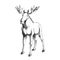 Vector hand-drawn illustration of a moose isolated on a white background. A sketch of a wild animal in the style of an engraving