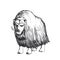 Vector hand-drawn illustration of a musk ox isolated on a white background. Sketch of a muskox in the style of engraving. A wild