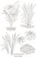 Vector hand drawn illustration of a plant Acorus calamus