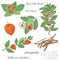 Vector hand drawn illustration of plant ashwagandha