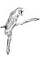 Vector hand drawn illustration of tropical ara parrot. Isolated monochrome parrot bird.