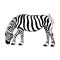 Vector hand drawn illustration of zebra isolated