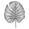 Vector, hand-drawn image of Monstera leaf.