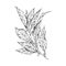 Vector hand drawn isolated illustration of bay leaf branch with corns, pepper, engraved style seasoning laurel, spices