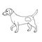 Vector hand drawn Jack Russell Terrier dog