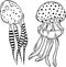 Vector hand drawn jellyfish drawings