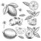 Vector hand drawn lime or lemon set. Whole , sliced pieces half, leave sketch. Fruit engraved style illustration. Retro