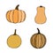 Vector hand drawn orange pumpkins set