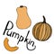 Vector hand drawn orange pumpkins set and lettering text