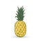 Vector hand drawn pineapple