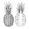 Vector hand drawn pineapple and sliced pieces set. Tropical summer fruit engraved style illustration.