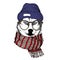 Vector hand drawn portrait of cozy winter dog. Siberian husky wearing knitted scarf, beanine andhipster glasses.