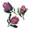 Vector hand-drawn Protea pink flowers illustrations. 3 bud King African flower for decorating invitations, wedding cards, design