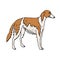 Vector hand drawn russian borzoi dog