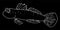 Vector hand-drawn sea fish in sketch style isolated element white outline on black background. tropical fish Cryptocentrus cinctus