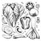 Vector hand drawn set of farm vegetables. Isolated chinese cabbage, leek, bell pepper, tomato, onion. Engraved art. Organic sketch