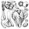 Vector hand drawn set of farm vegetables. Isolated chinese cabbage, leek, quail egg, tomato, onion. Engraved art. Organic sketched