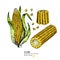 Vector hand drawn set of farm vegetables. Isolated corn cob. Engraved colored art. Organic sketched vegetarian objects