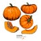 Vector hand drawn set of farm vegetables. Isolated pumpkins. Engraved colored art. Organic sketched vegetarian objects