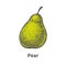 Vector hand-drawn single ripe juicy green pear