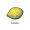 Vector hand-drawn single ripe juicy yellow lemon
