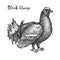 Vector hand drawn sketch of black grouse bird