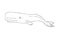 Vector hand drawn sketch cachalot sperm whale