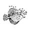 Vector Hand drawn sketch of fish illustration on white background