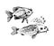 Vector Hand drawn sketch of fish illustration on white background