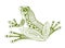 Vector Hand drawn sketch of frog illustration on white background