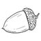 Vector Hand Drawn Sketch Illustration - Acorn