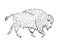 Vector hand drawn sketch wild american bison ox