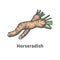 Vector hand-drawn sliced ripe horseradish root